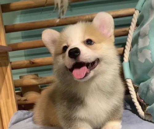 深入了解柯基犬（揭秘柯基犬的纯种定义和品种特色）(图1)