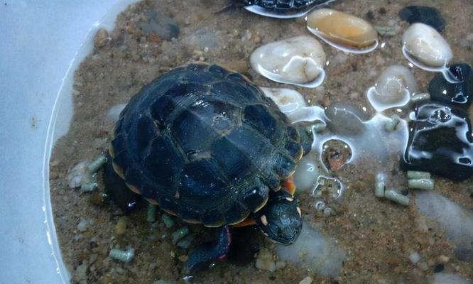 小乌龟的饮食需求与养护（揭秘小乌龟的主要粮食及喂养技巧）(图1)