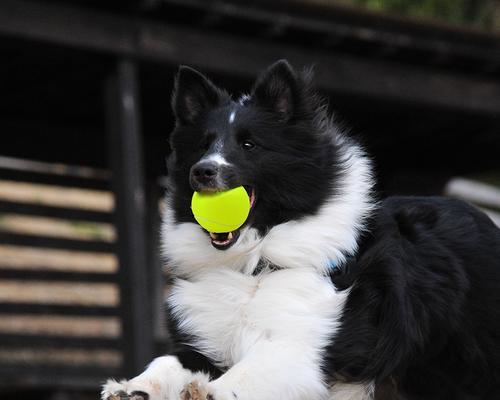 小狗训练中最适合的球类及其好处（以网球为例，揭秘小狗训练中最佳球类选择和方法）(图2)