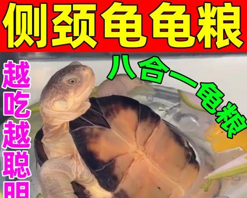 小乌龟的饮食需求与养护（揭秘小乌龟的主要粮食及喂养技巧）(图3)