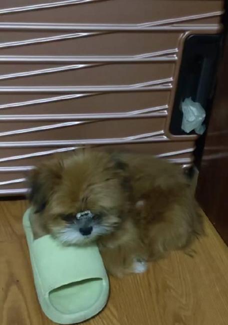 为什么狗狗那么喜欢拖鞋？（揭秘狗狗喜欢拖鞋的原因及解决方法）(图3)