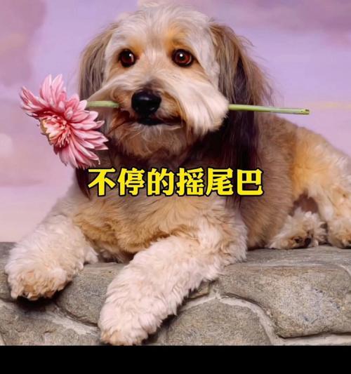 为什么狗狗会追自己的尾巴？（探究狗狗追尾巴的原因及行为背后的