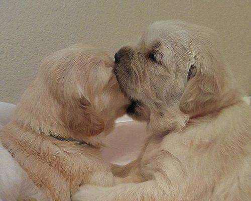 狗狗为什么不喜欢亲亲？（探索狗狗不喜欢亲亲的原因及解决方法）(图3)