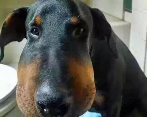 狗狗为什么不喜欢亲亲？（探索狗狗不喜欢亲亲的原因及解决方法）(图1)