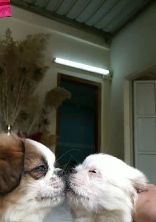 狗狗为什么不喜欢亲亲？（探索狗狗不喜欢亲亲的原因及解决方法）(图2)