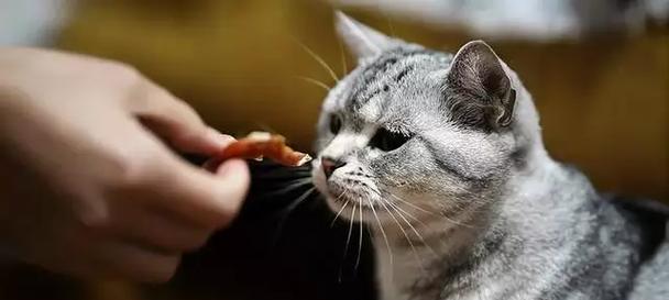 勇敢的猫咪（探索世界，无惧气味的小勇士）(图3)