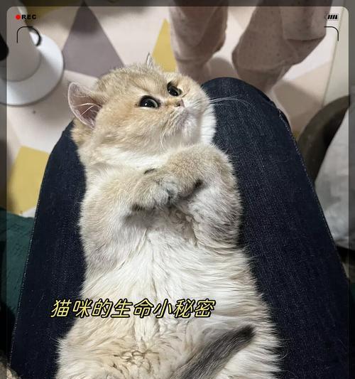 勇敢的猫咪（探索世界，无惧气味的小勇士）(图1)
