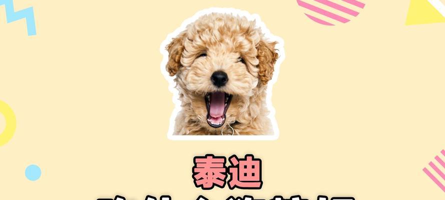 泰迪犬的保健品选择指南（了解泰迪犬的营养需求，选择适合的保健品）(图3)