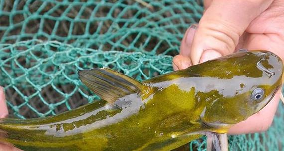 探究以鱼得了肠炎的原因（揭秘鱼类传播肠炎的关键因素）(图2)