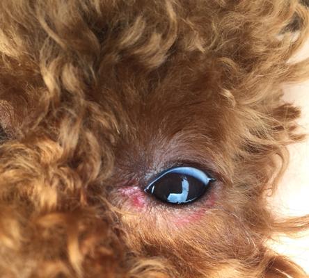 揭秘狗狗眼屎太多的原因（探索狗狗眼屎过多的背后问题及解决方法）(图2)