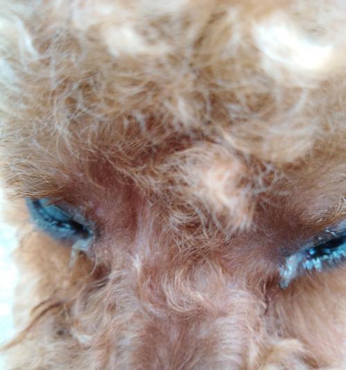 揭秘狗狗眼屎太多的原因（探索狗狗眼屎过多的背后问题及解决方法）(图1)