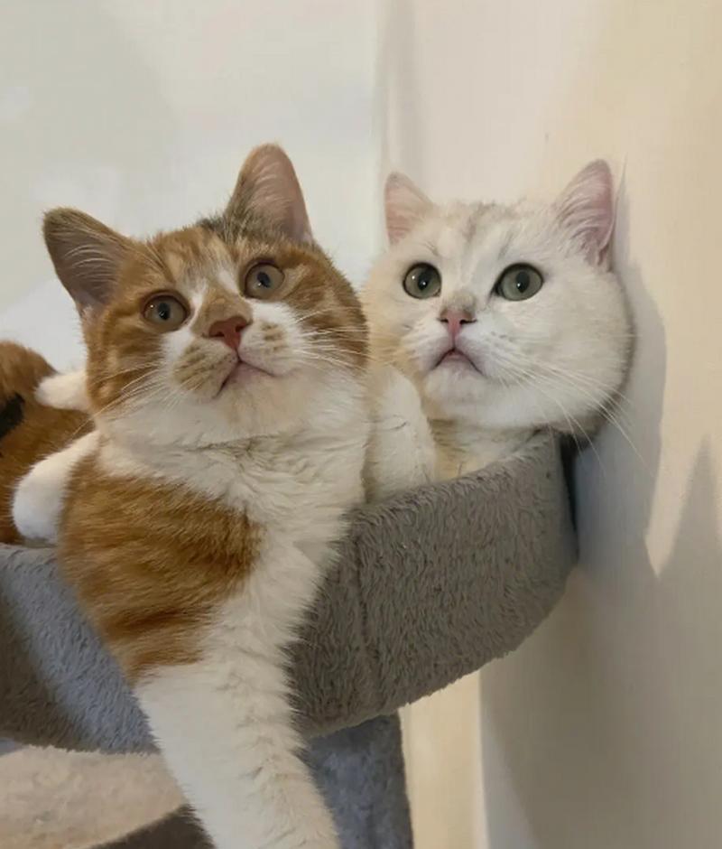 选择适合繁殖的猫种（了解不同猫种的繁殖潜力与特点）