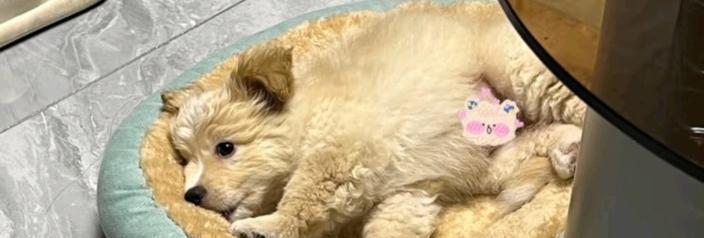 狗狗最美的季节（以什么季节生的狗最好看？）(图2)