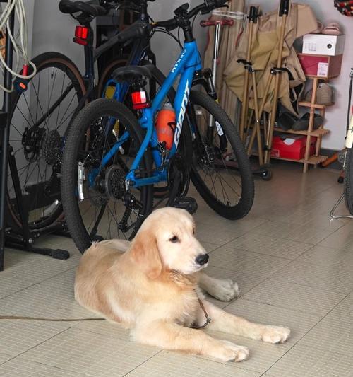 狗狗最美的季节（以什么季节生的狗最好看？）