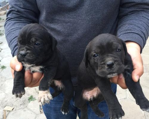 探究以卡斯罗公母的区别及其意义（解析以卡斯罗公母的特征与应用