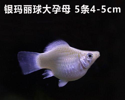母鱼繁殖的最佳时间与方法（探究母鱼的繁殖行为与适宜环境）(图2)