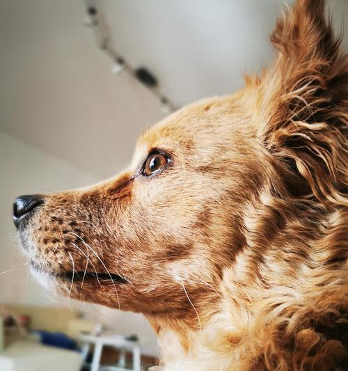 犬瘟药物治疗的有效方法（探索狗病毒感染的治疗手段，让你的爱宠