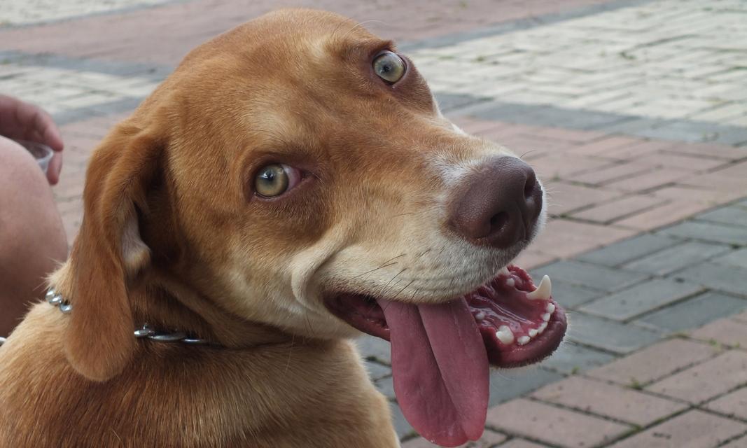 狗为什么舌头伸出来了？（揭秘狗狗舌头伸出的秘密与功能）(图3)