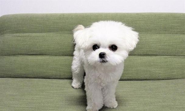 女孩养什么宠物狗？（为女孩选择最适合的宠物狗品种）(图3)