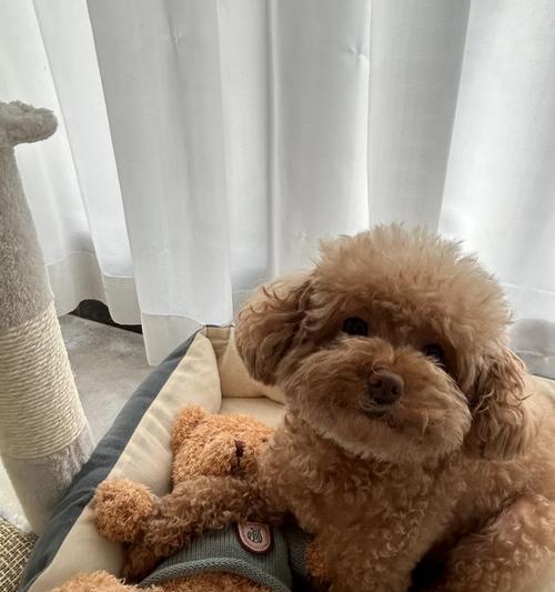 狗狗的蛋白补充（通过饮食补充蛋白质，让你的狗狗保持健康和活力）(图2)