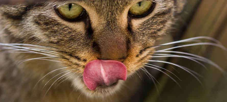 猫咪的鼻子像什么东西？（探索猫咪鼻子的奥秘，揭示其神奇相似之处）(图2)