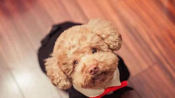 为什么要给小狗剪胎毛？（小狗剪胎毛的好处和注意事项）(图3)