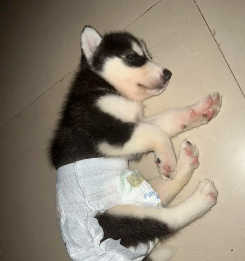 七个月大哈士奇的饮食需求与建议（满足哈士奇成长的营养需求，让它健康茁壮成长）(图3)