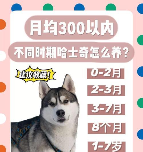 七个月大哈士奇的饮食需求与建议（满足哈士奇成长的营养需求，让它健康茁壮成长）(图1)