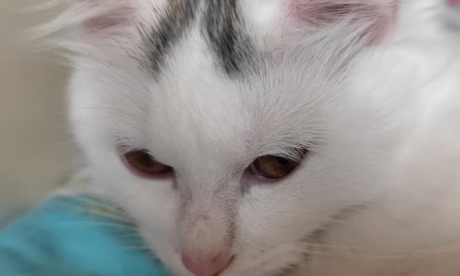 猫咪的鼻子像什么东西？（探索猫咪鼻子的奥秘，揭示其神奇相似之处）(图1)