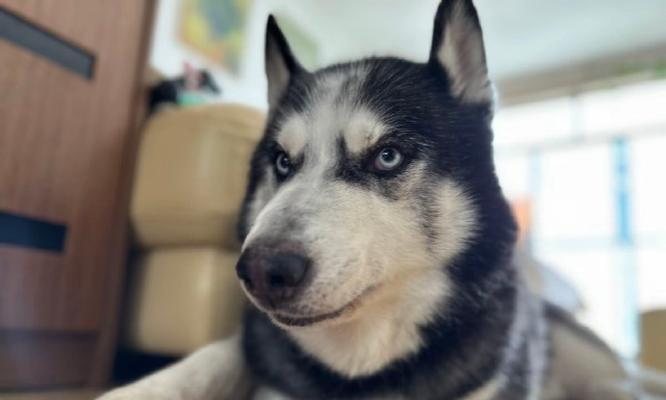 七个月大哈士奇的饮食需求与建议（满足哈士奇成长的营养需求，让它健康茁壮成长）(图2)