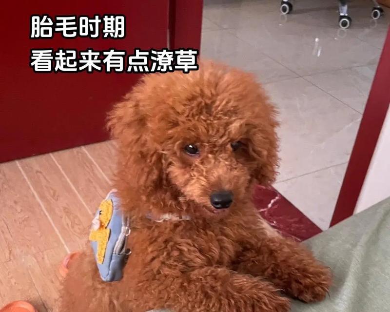 为什么要给小狗剪胎毛？（小狗剪胎毛的好处和注意事项）(图1)