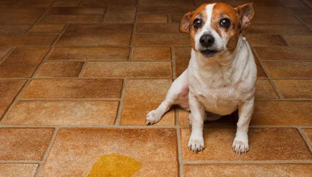 狗狗为何会憋不住屎尿？（探究导致狗狗憋不住屎尿的原因及解决方法）(图2)