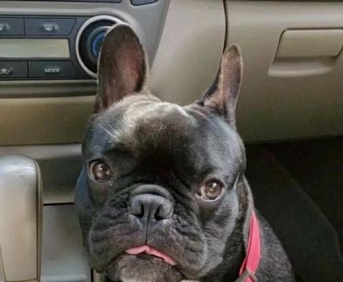 狗狗为何会憋不住屎尿？（探究导致狗狗憋不住屎尿的原因及解决方法）(图3)