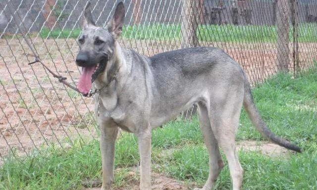 狗狗为何会憋不住屎尿？（探究导致狗狗憋不住屎尿的原因及解决方法）(图1)