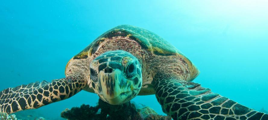 大海龟的饮食习性（探究大海龟的食物来源和