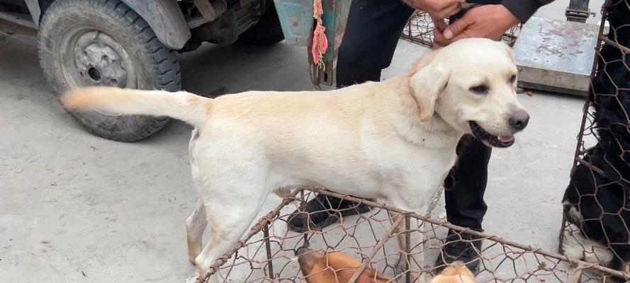 拉布拉多的营养需求与饮食搭配（探究拉布拉多犬的健康饮食要点与注意事项）(图1)
