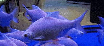 鱼在水中呼吸急促的原因（深入探究鱼类呼吸机制与环境适应力）(图3)