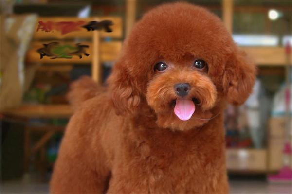 狗狗嘴里有臭味怎么办？(图2)