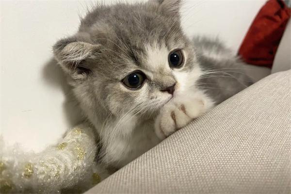 猫咪太凶了怎么驯化？(图2)