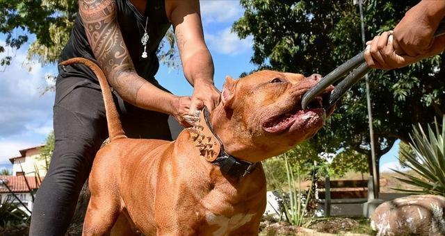 养杜高的注意事项（打造健康快乐的杜高生活）(图2)