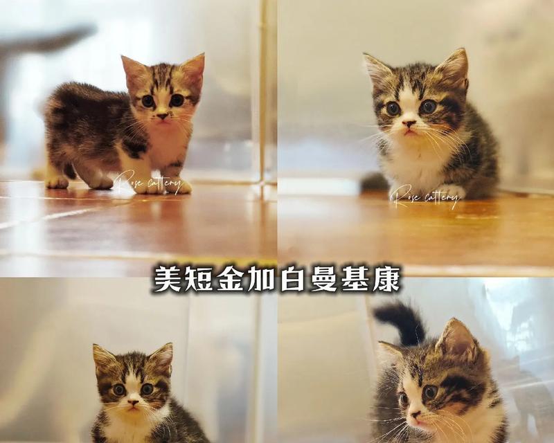 两个月的美短如何科学饲养（以两个月的美短
