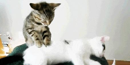 为什么猫会老乱叫？（探寻猫咪叫声背后的原因）