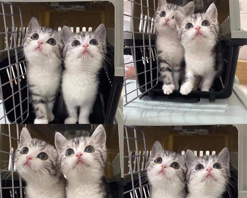 两个月的美短如何科学饲养（以两个月的美短的饮食为主题的科学饲养指南）(图3)