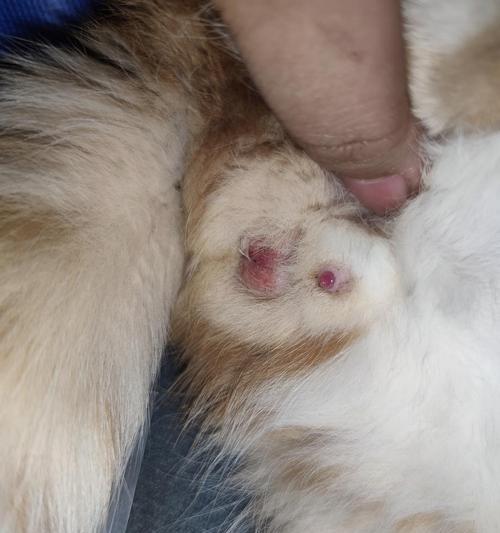 公猫为什么喜欢舔鸡？（揭秘公猫对鸡肉的独特情结）(图3)