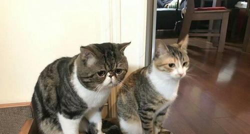 公猫为什么喜欢舔鸡？（揭秘公猫对鸡肉的独特情结）(图1)