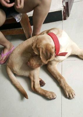 曲靖狗市场的兴起与发展（探索曲靖狗市场的历史演变及未来发展趋势）(图3)