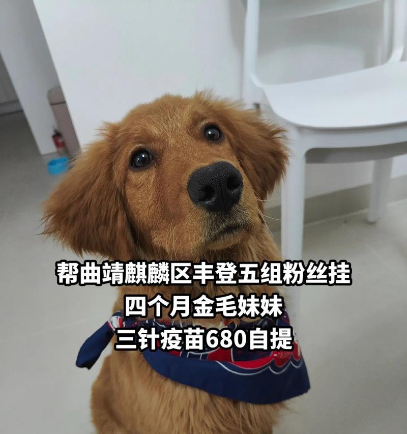 曲靖狗市场的兴起与发展（探索曲靖狗市场的