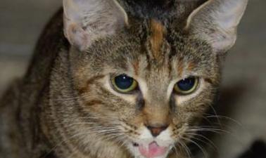 探究猫咪吐水与不进食的原因（揭秘猫咪食欲