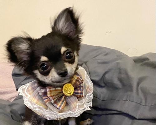 齐娃娃狗（探索这种独特的品种，解读齐娃娃狗的特点、习性和护理要点）(图3)