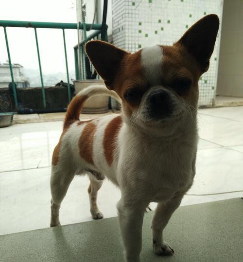 齐娃娃狗（探索这种独特的品种，解读齐娃娃